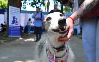 Perro siendo atendidos por personal veterinario en un operativo gratuito en San Bernardo.