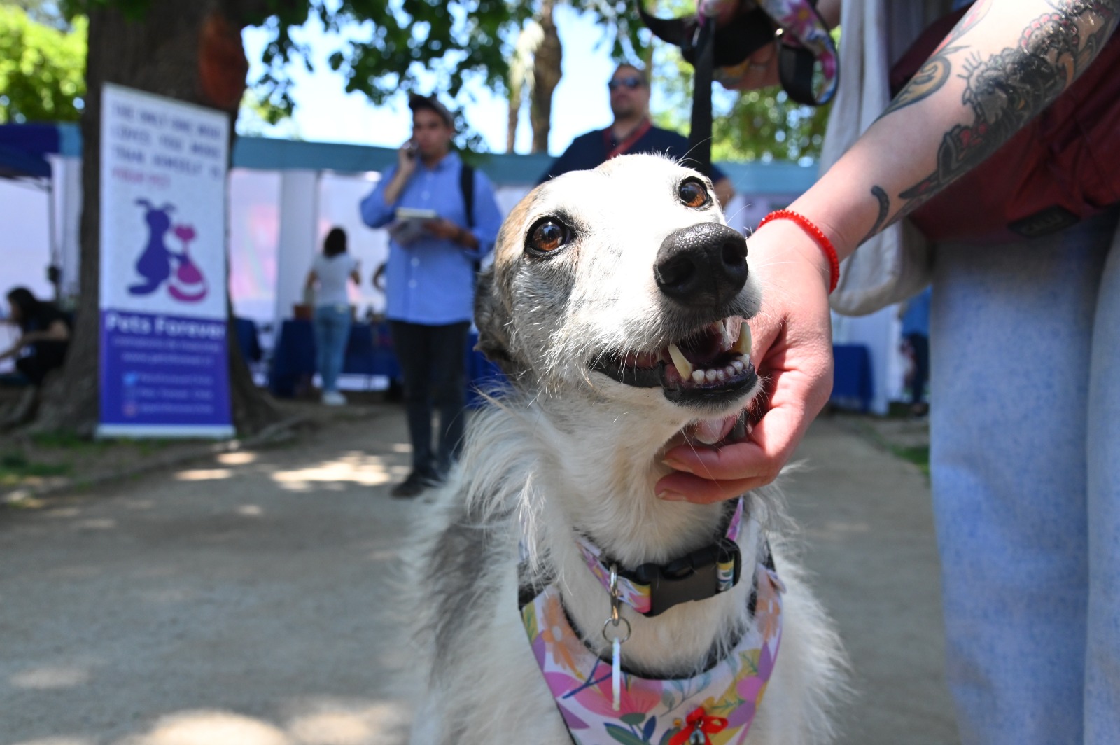 Perro siendo atendidos por personal veterinario en un operativo gratuito en San Bernardo.