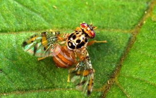 Mosca de la fruta